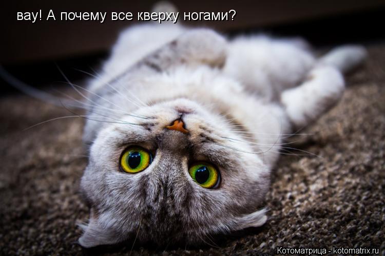 вау! А почему все кверху ногами?... Котоматрица: вау! А почему все кверху ногами?