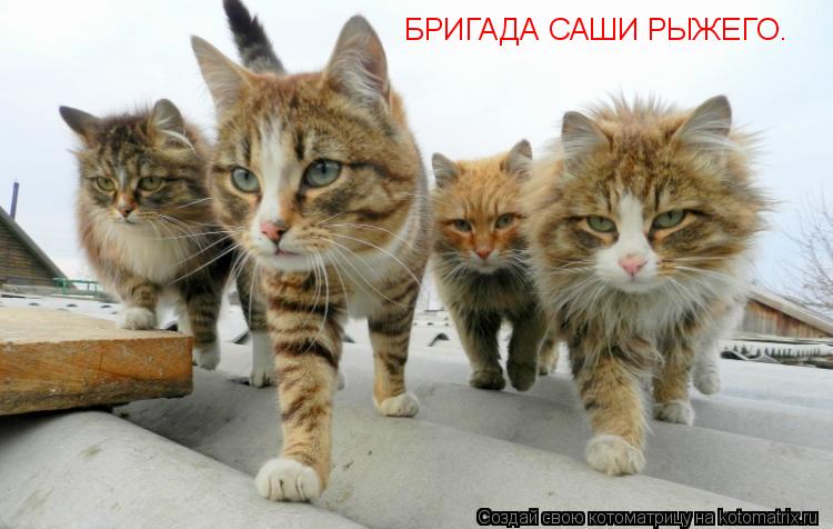 БРИГАДА САШИ РЫЖЕГО.... Котоматрица: БРИГАДА САШИ РЫЖЕГО.
