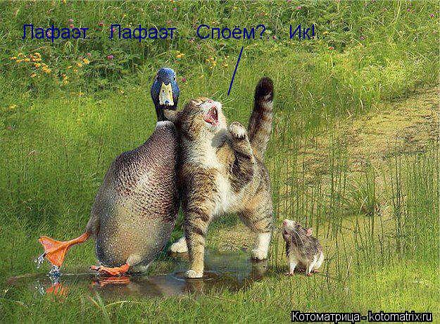Лафаэт... Лафаэт... Споём?... Ик!.. / / / /... Котоматрица: Лафаэт... Лафаэт... Споём?... Ик!.. / / / /