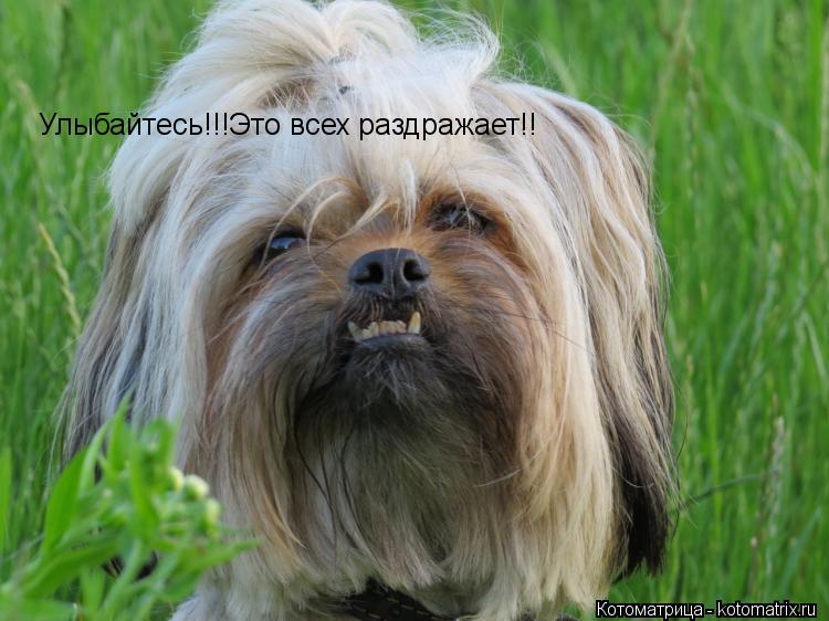 Улыбайтесь!!!Это всех раздражает!!... Котоматрица: Улыбайтесь!!!Это всех раздражает!!