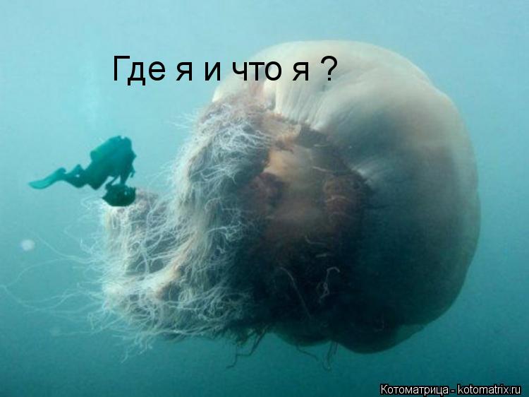 Где я и что я ?... Котоматрица: Где я и что я ?