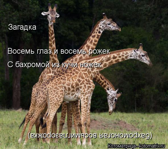 Загадка Восемь глаз и восемь рожек С бахромой из кучи ножек (бахромоногая восьмиглазорожка)... Котоматрица: Загадка Восемь глаз и восемь рожек С бахромой из кучи ножек (бахромоногая восьмиглазорожка)