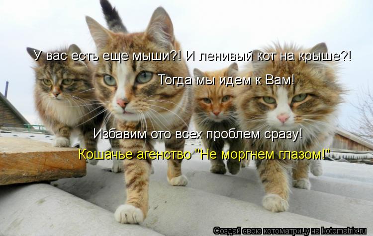 У вас есть еще мыши?! И ленивый кот на крыше?! Избавим ото всех проблем сразу! Кошачье агенство "Не м... Котоматрица: У вас есть еще мыши?! И ленивый кот на крыше?! Избавим ото всех проблем сразу! Кошачье агенство "Не моргнем глазом!" Тогда мы идем к Вам!