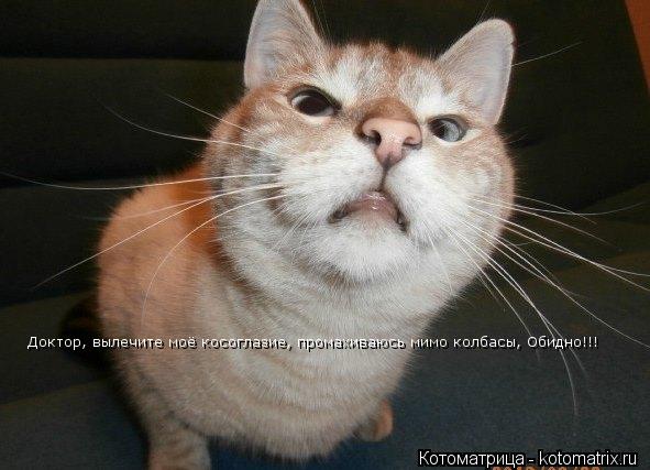 Доктор, вылечите моё косоглазие, промахиваюсь мимо колбасы, Обидно!!!... Котоматрица: Доктор, вылечите моё косоглазие, промахиваюсь мимо колбасы, Обидно!!!