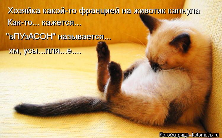 Хозяйка какой-то францией на животик капнула Как-то... кажется... "вПУзАСОН" называется... хм, усы...... Котоматрица: Хозяйка какой-то францией на животик капнула Как-то... кажется... "вПУзАСОН" называется... хм, усы...пля...е....