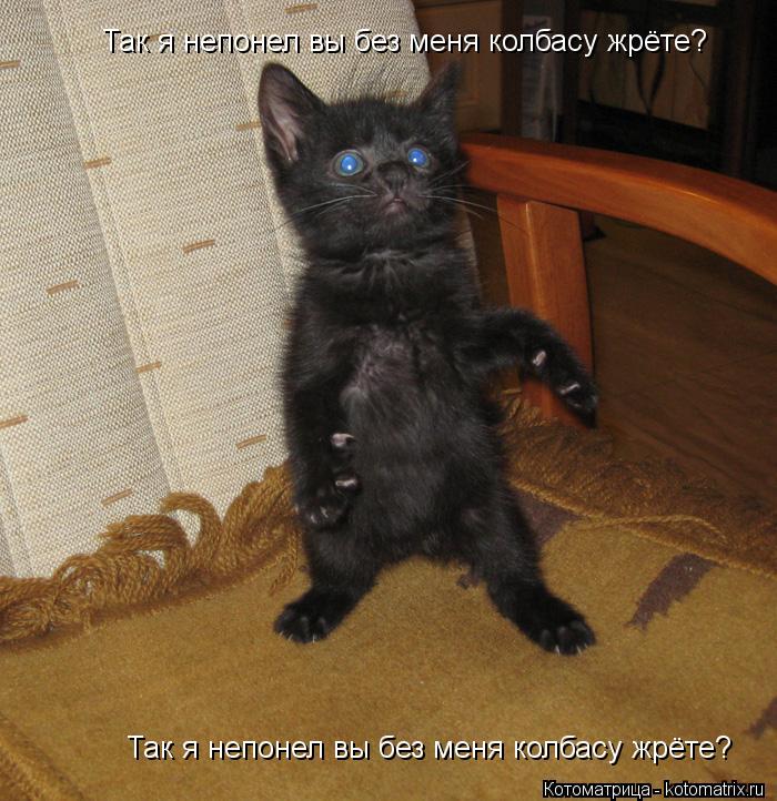 Котоматрица: Так я непонел вы без меня колбасу жрёте? Так я непонел вы без меня колбасу жрёте?