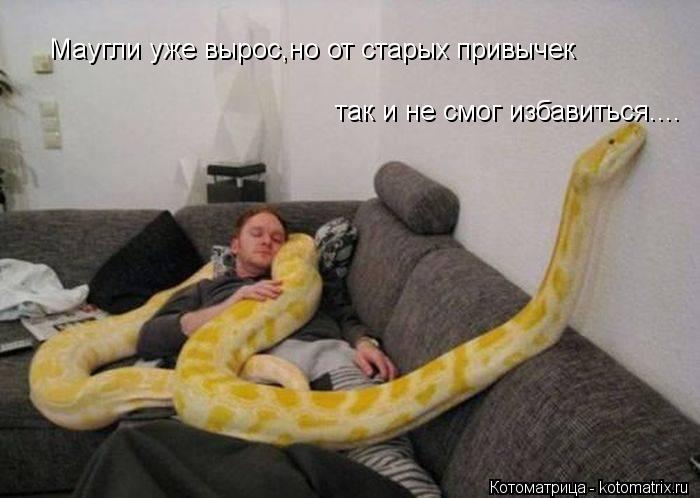 Маугли уже вырос,но от старых привычек так и не смог избавиться....... Котоматрица: Маугли уже вырос,но от старых привычек так и не смог избавиться....