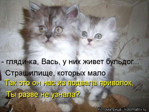 - гляди-ка, Вась, у них живет бульдог... Так это он нас из подвала приволок, Страшилище, которых мало... Котоматрица: - гляди-ка, Вась, у них живет бульдог... Так это он нас из подвала приволок, Страшилище, которых мало Ты разве не узнала?