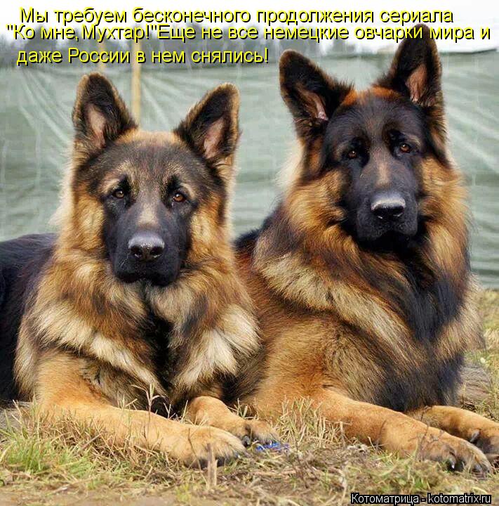 Мы требуем бесконечного продолжения сериала "Ко мне,Мухтар!"Еще не все немецкие овчарки мира и даже ... Котоматрица: Мы требуем бесконечного продолжения сериала "Ко мне,Мухтар!"Еще не все немецкие овчарки мира и даже России в нем снялись!