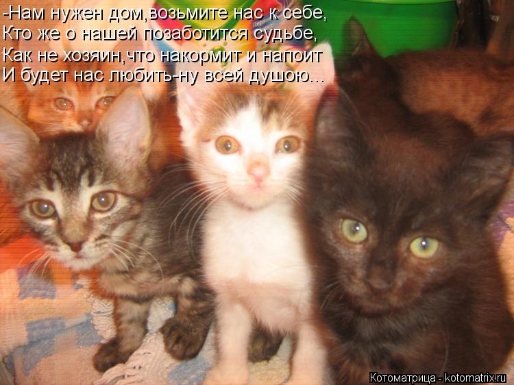 -Нам нужен дом,возьмите нас к себе, Кто же о нашей позаботится судьбе, Как не хозяин,что накормит и н... Котоматрица: -Нам нужен дом,возьмите нас к себе, Кто же о нашей позаботится судьбе, Как не хозяин,что накормит и напоит И будет нас любить-ну всей душою...