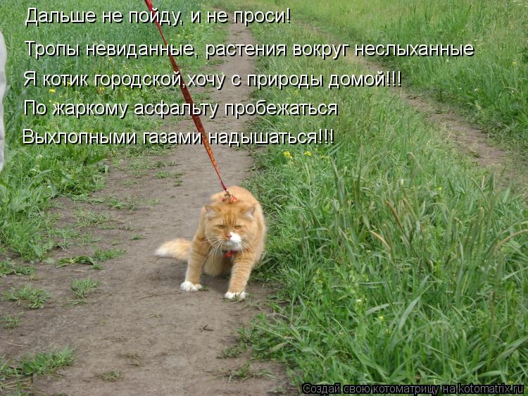 Дальше не пойду, и не проси! Тропы невиданные, растения вокруг неслыханные Я котик городской,хочу с п... Котоматрица: Дальше не пойду, и не проси! Тропы невиданные, растения вокруг неслыханные Я котик городской,хочу с природы домой!!! По жаркому асфальту проб