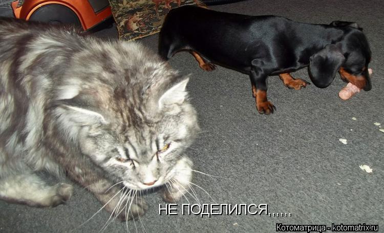 НЕ ПОДЕЛИЛСЯ,,,,,,... Котоматрица: НЕ ПОДЕЛИЛСЯ,,,,,,