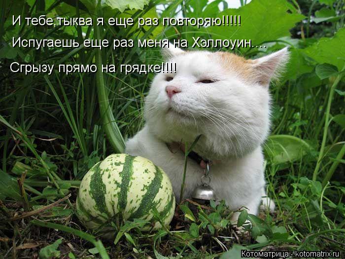 И тебе,тыква я еще раз повторяю!!!!! Испугаешь еще раз меня на Хэллоуин.... Сгрызу прямо на грядке!!!... Котоматрица: И тебе,тыква я еще раз повторяю!!!!! Испугаешь еще раз меня на Хэллоуин.... Сгрызу прямо на грядке!!!!