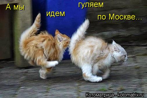 А мы идем гуляем по Москве…... Котоматрица: А мы идем гуляем по Москве…