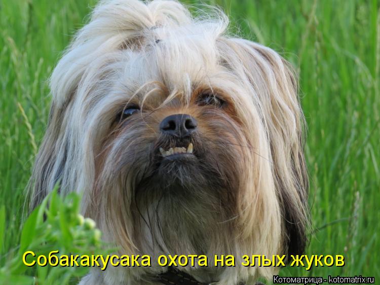 Собакакусака охота на злых жуков... Котоматрица: Собакакусака охота на злых жуков