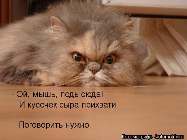- Эй, мышь, подь сюда! И кусочек сыра прихвати. Поговорить нужно.... Котоматрица: - Эй, мышь, подь сюда! И кусочек сыра прихвати. Поговорить нужно.