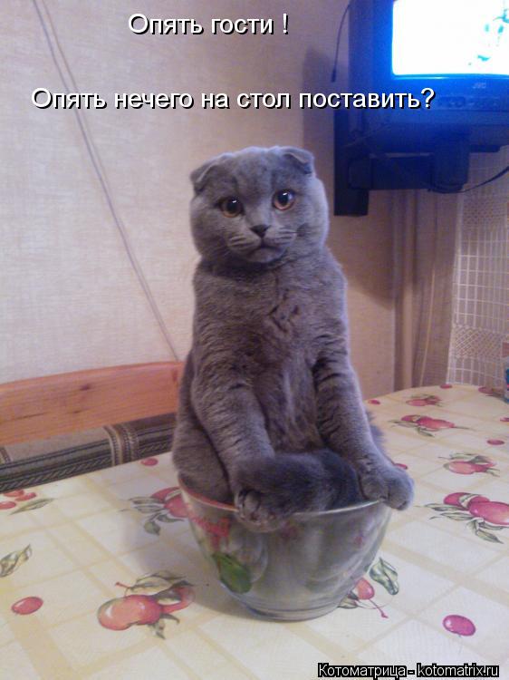 Опять гости ! Опять нечего на стол поставить?... Котоматрица: Опять гости ! Опять нечего на стол поставить?