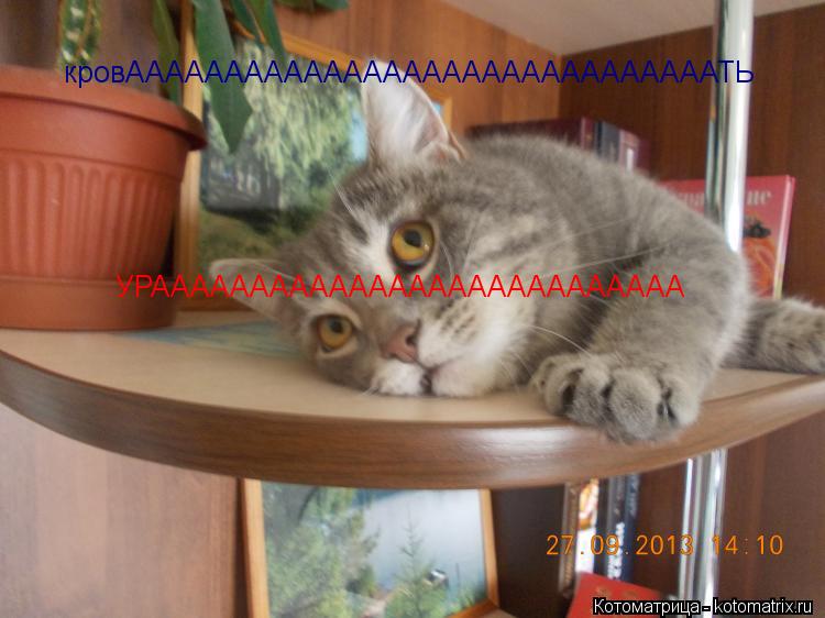Котоматрица: кровААААААААААААААААААААААААААААААТЬ УРААААААААААААААААААААААААААА