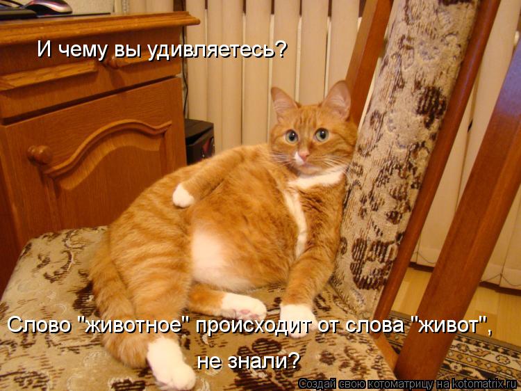 И чему вы удивляетесь? Слово "животное" происходит от слова "живот", не знали?... Котоматрица: И чему вы удивляетесь? Слово "животное" происходит от слова "живот", не знали?