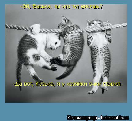 -Эй, Васька, ты что тут висишь? -Эй, Васька, ты что тут висишь? -Да вот, Кузька, я у хозяйки очки сты... Котоматрица: -Эй, Васька, ты что тут висишь? -Эй, Васька, ты что тут висишь? -Да вот, Кузька, я у хозяйки очки стырил. Вот теперь исправляюсь! -Да вот, Кузька, я