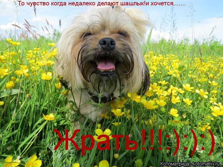 Жрать!!!:):):) То чувство когда недалеко делают шашлык!и хочется.......... Котоматрица: Жрать!!!:):):) То чувство когда недалеко делают шашлык!и хочется.......