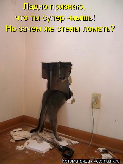 Ладно признаю, что ты супер -мышь! Но зачем же стены ломать?... Котоматрица: Ладно признаю, что ты супер -мышь! Но зачем же стены ломать?