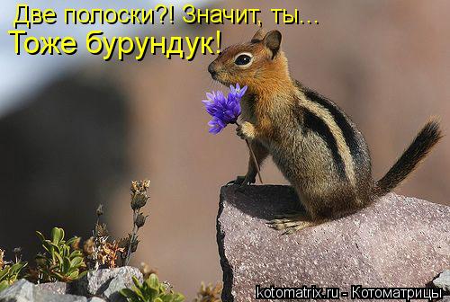 Две полоски?! Значит, ты... Тоже бурундук!... Котоматрица: Две полоски?! Значит, ты... Тоже бурундук!