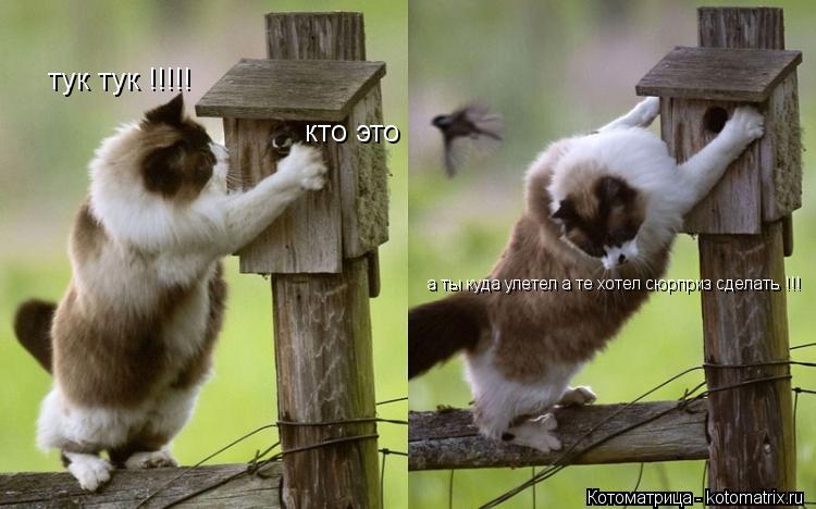 тук тук !!!!! кто это а ты куда улетел а те хотел сюрприз сделать !!!... Котоматрица: тук тук !!!!! кто это а ты куда улетел а те хотел сюрприз сделать !!!