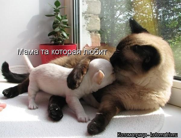 Мама та которая любит... Котоматрица: Мама та которая любит