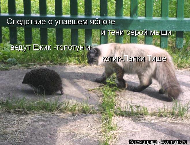 Следствие о упавшем яблоке и тени серой мыши ведут Ежик -топотун и котик-Лапки Тише... Котоматрица: Следствие о упавшем яблоке и тени серой мыши ведут Ежик -топотун и котик-Лапки Тише