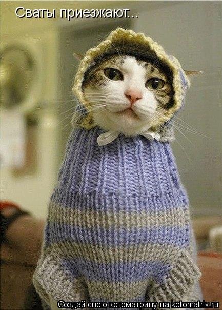Сваты приезжают...... Котоматрица: Сваты приезжают...
