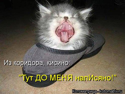 Из коридора, кисино: "Тут ДО МЕНЯ напИсяно!"... Котоматрица: Из коридора, кисино: "Тут ДО МЕНЯ напИсяно!"