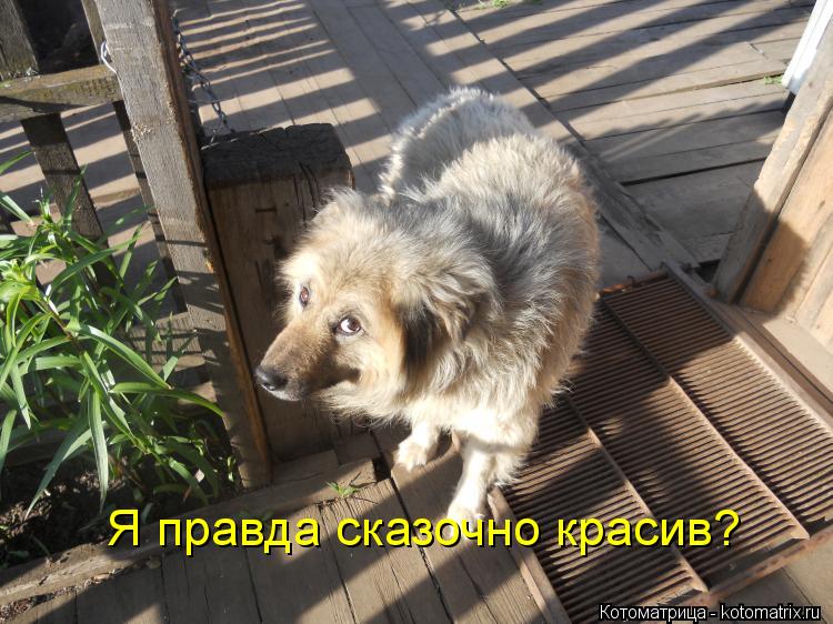 Я правда сказочно красив?... Котоматрица: Я правда сказочно красив?