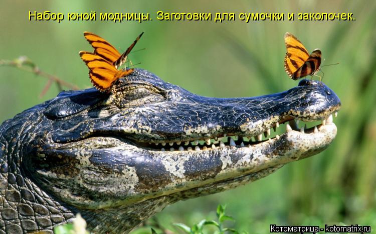 Набор юной модницы. Заготовки для сумочки и заколочек.... Котоматрица: Набор юной модницы. Заготовки для сумочки и заколочек.