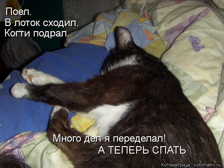 Поел. В лоток сходил. Когти подрал. А ТЕПЕРЬ СПАТЬ Много дел я переделал!... Котоматрица: Поел. В лоток сходил. Когти подрал. А ТЕПЕРЬ СПАТЬ Много дел я переделал!