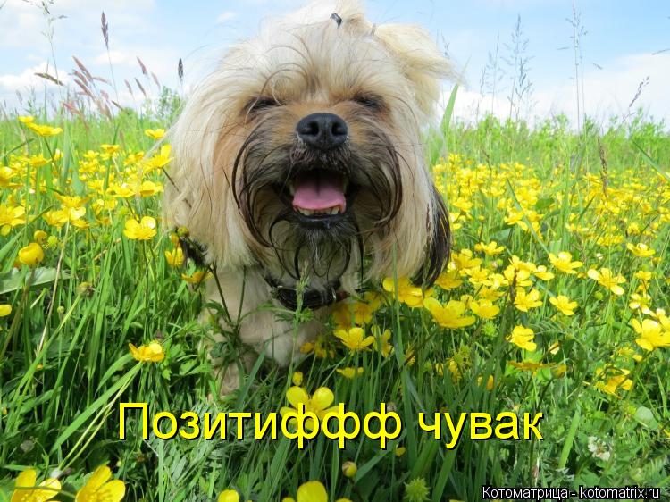 Позитиффф чувак... Котоматрица: Позитиффф чувак