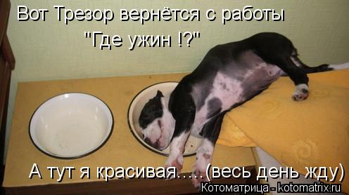 Вот Трезор вернётся с работы "Где ужин !?" А тут я красивая.....(весь день жду)... Котоматрица: Вот Трезор вернётся с работы "Где ужин !?" А тут я красивая.....(весь день жду)