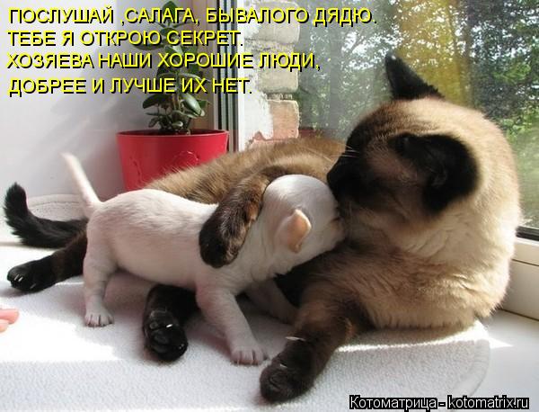 ПОСЛУШАЙ ,САЛАГА, БЫВАЛОГО ДЯДЮ. ТЕБЕ Я ОТКРОЮ СЕКРЕТ. ХОЗЯЕВА НАШИ ХОРОШИЕ ЛЮДИ, ДОБРЕЕ И ЛУЧШЕ ИХ Н... Котоматрица: ПОСЛУШАЙ ,САЛАГА, БЫВАЛОГО ДЯДЮ. ТЕБЕ Я ОТКРОЮ СЕКРЕТ. ХОЗЯЕВА НАШИ ХОРОШИЕ ЛЮДИ, ДОБРЕЕ И ЛУЧШЕ ИХ НЕТ.