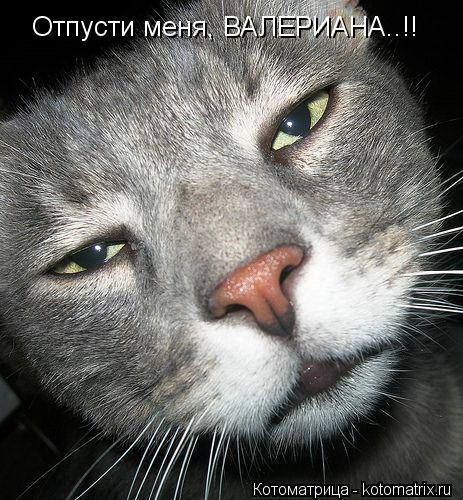 Отпусти меня, ВАЛЕРИАНА..!!... Котоматрица: Отпусти меня, ВАЛЕРИАНА..!!