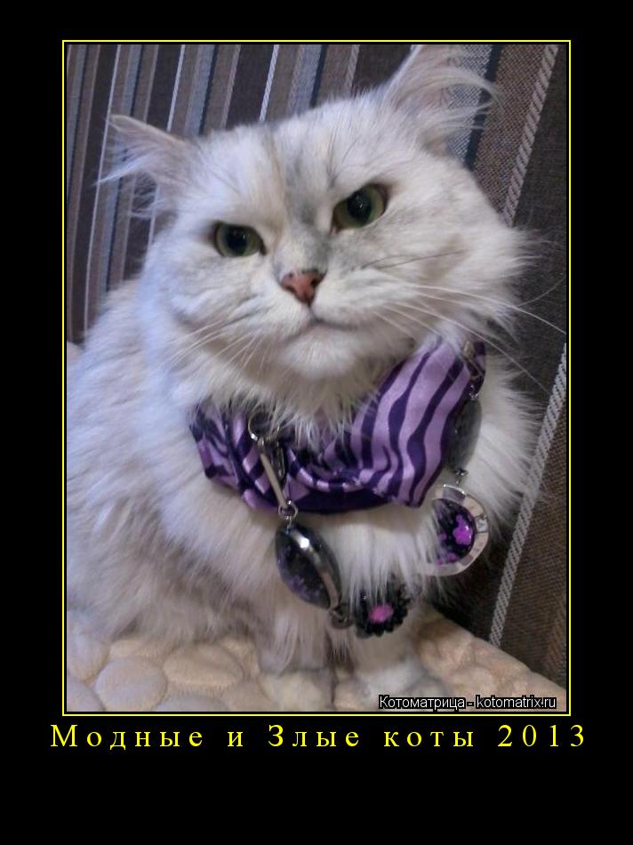 Модные и Злые коты 2013 ... Котоматрица: Модные и Злые коты 2013