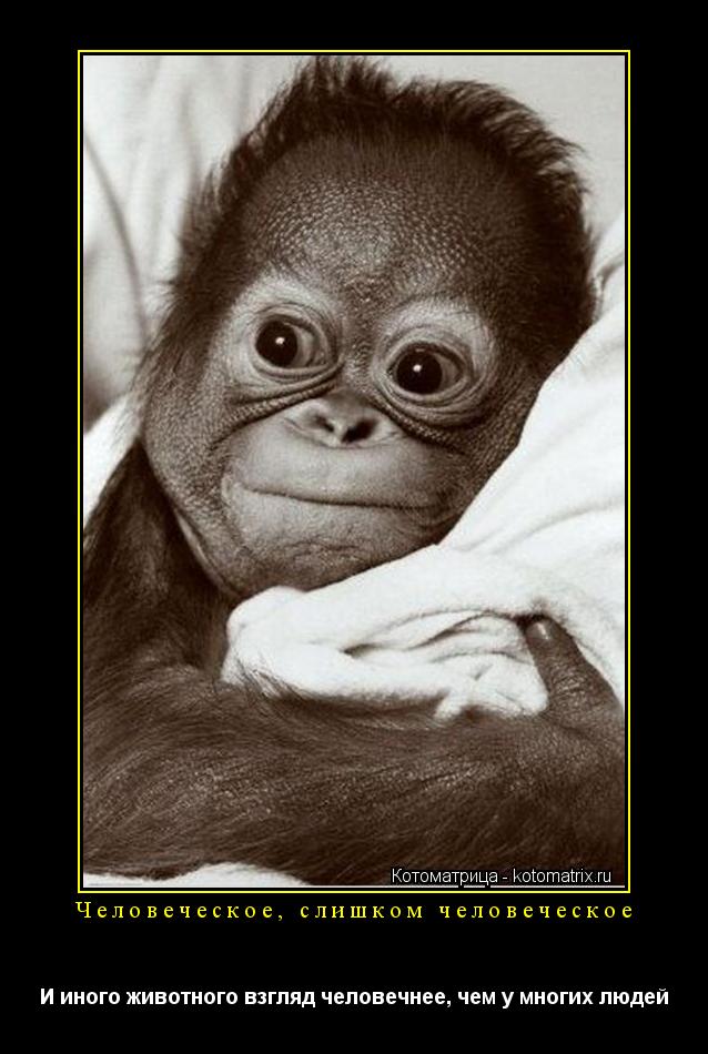 Человеческое, слишком человеческое И иного животного взгляд человечнее, чем у многих людей... Котоматрица: Человеческое, слишком человеческое И иного животного взгляд человечнее, чем у многих людей