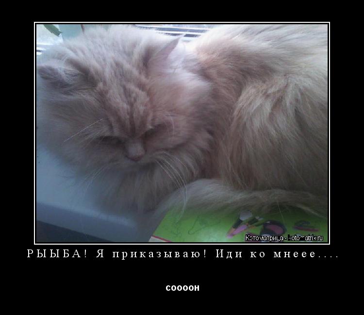РЫЫБА! Я приказываю! Иди ко мнеее.... соооон... Котоматрица: РЫЫБА! Я приказываю! Иди ко мнеее.... соооон
