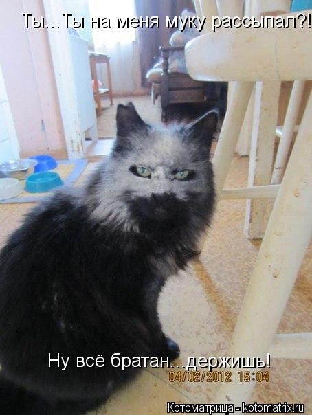 Ты...Ты на меня муку рассыпал?! Ну всё братан...держишь!... Котоматрица: Ты...Ты на меня муку рассыпал?! Ну всё братан...держишь!