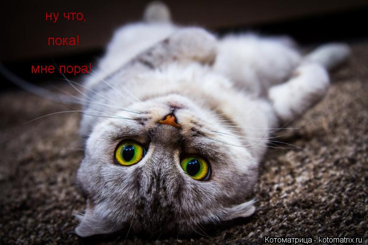 ну что, пока! пока! мне пора! мне пора!... Котоматрица: ну что, пока! пока! мне пора! мне пора!