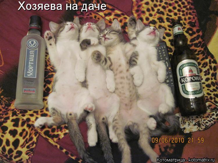 Хозяева на даче... Котоматрица: Хозяева на даче