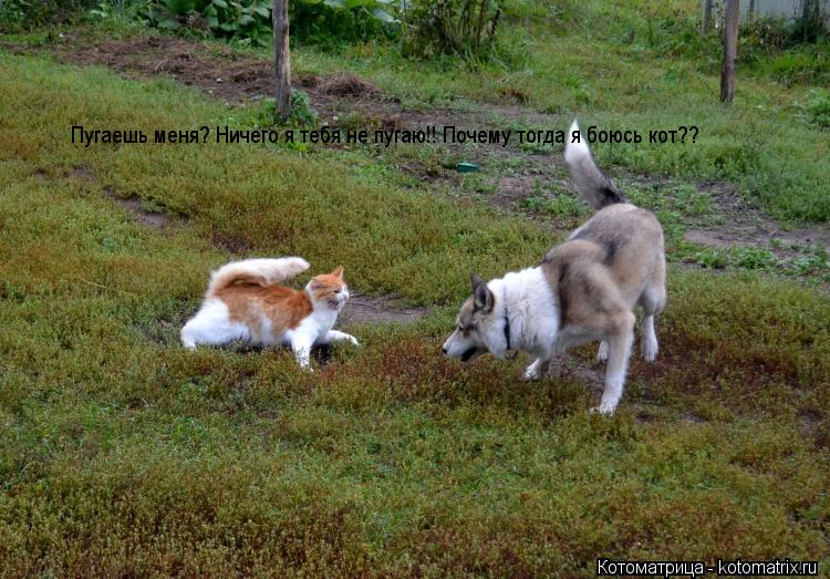 Пугаешь меня? Ничего я тебя не пугаю!! Почему тогда я боюсь кот??... Котоматрица: Пугаешь меня? Ничего я тебя не пугаю!! Почему тогда я боюсь кот??