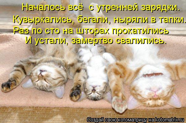 Началось всё с утренней зарядки. Кувыркались, бегали, ныряли в тапки. Раз по сто на шторах прокатили... Котоматрица: Началось всё с утренней зарядки. Кувыркались, бегали, ныряли в тапки. Раз по сто на шторах прокатились И устали, замертво свалились.