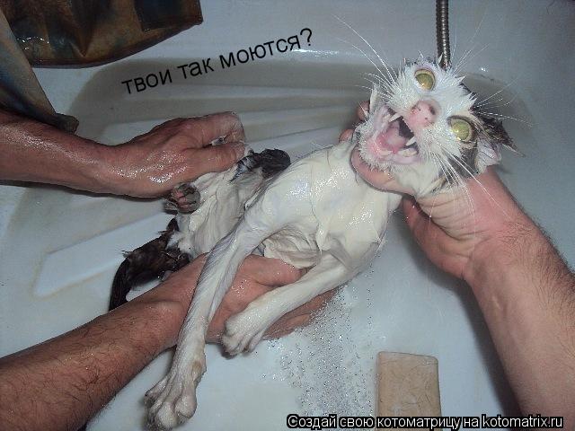 твои так моются?... Котоматрица: твои так моются?