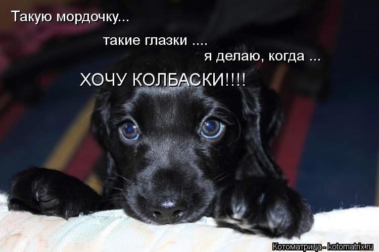 Такую мордочку... такие глазки .... я делаю, когда ... ХОЧУ КОЛБАСКИ!!!!... Котоматрица: Такую мордочку... такие глазки .... я делаю, когда ... ХОЧУ КОЛБАСКИ!!!!
