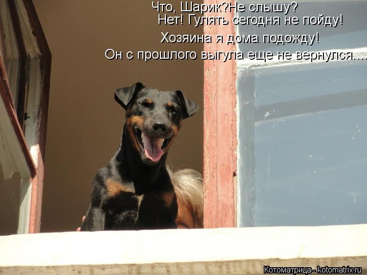Нет! Гулять сегодня не пойду! Хозяина я дома подожду! Он с прошлого выгула еще не вернулся.... Что, Ш... Котоматрица: Нет! Гулять сегодня не пойду! Хозяина я дома подожду! Он с прошлого выгула еще не вернулся.... Что, Шарик?Не слышу?